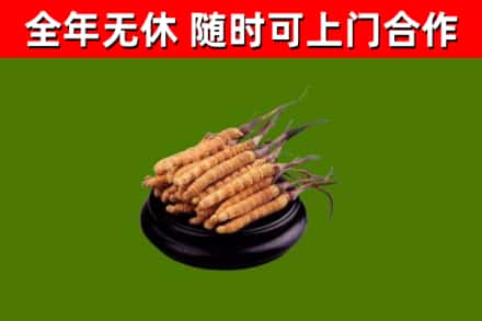 朔州烟酒回收冬虫夏草.jpg